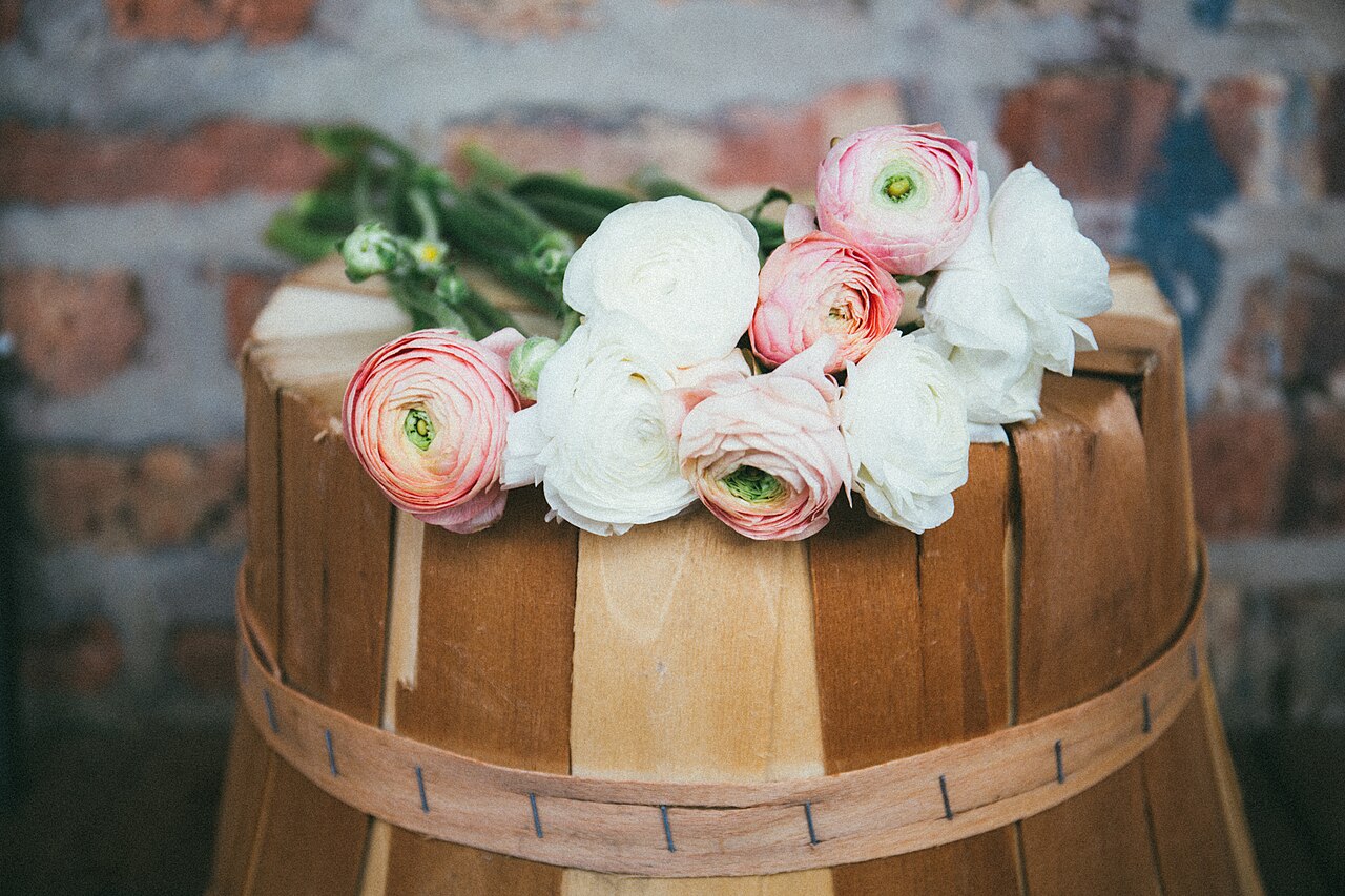 Renoncules blanches et rose pâle posées sur un panier de bois (photo d'illustration)