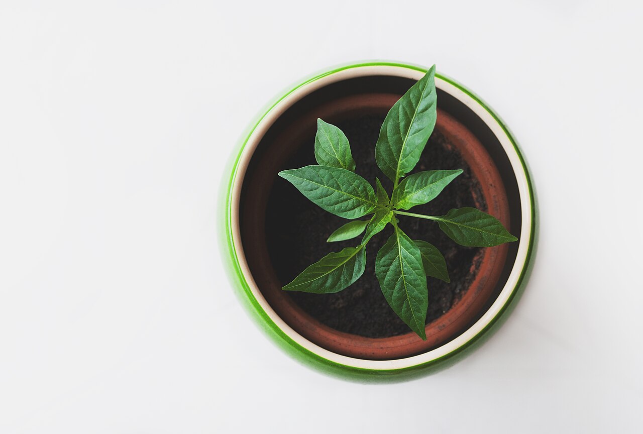 Jeune plante verte dans un pot en céramique (photo d'illustration)